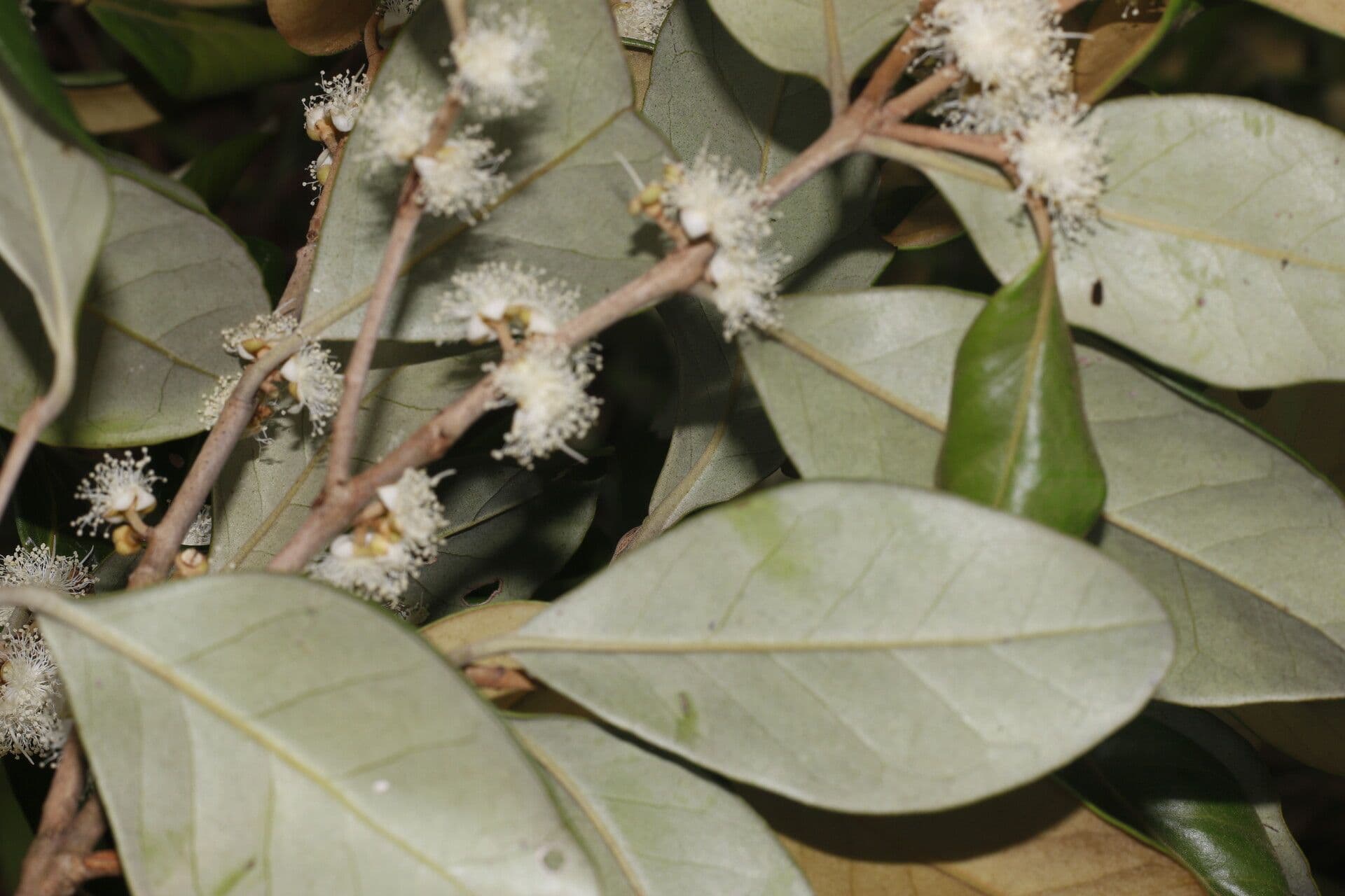 Eugenia 8