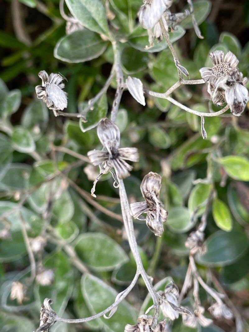 Brachyglottis 2