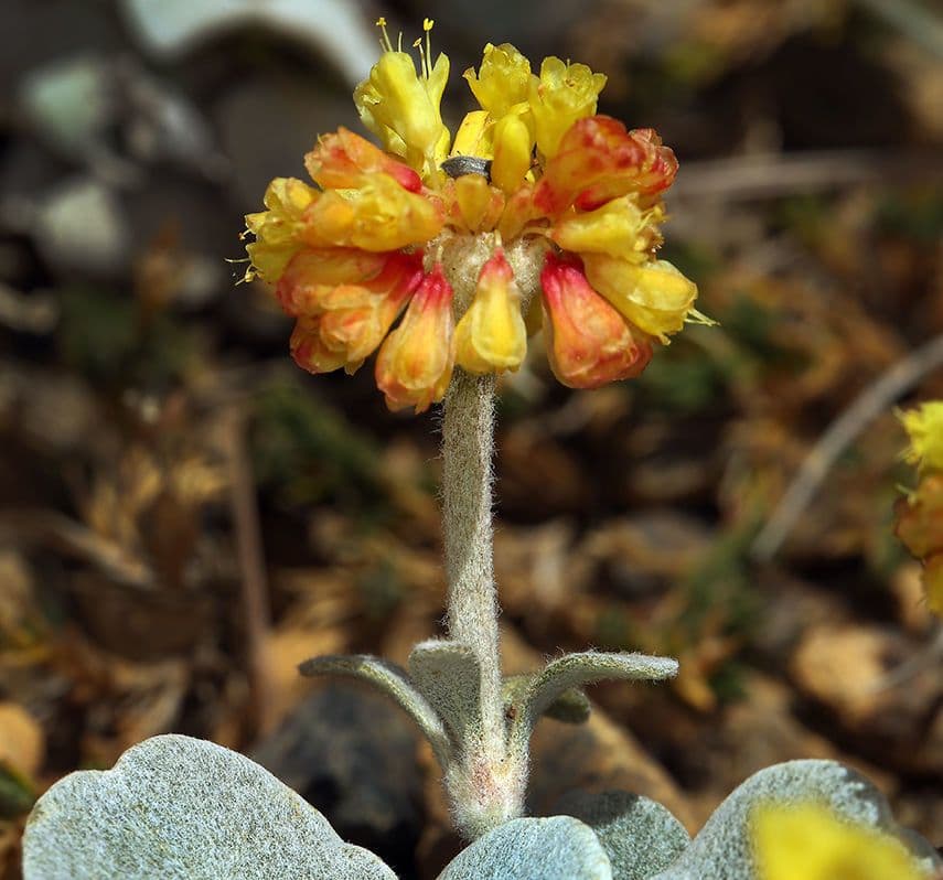 Eriogonum 4