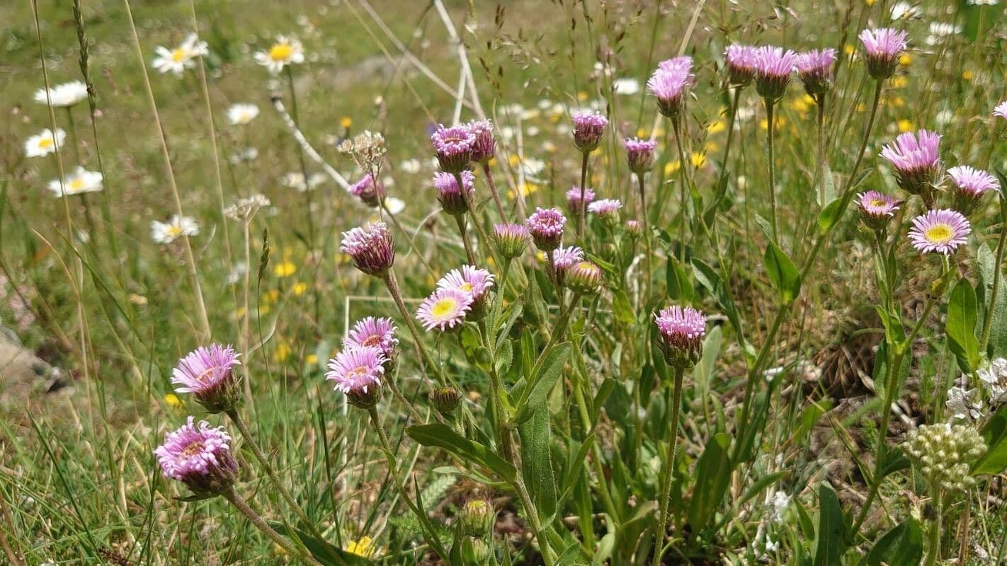 Erigeron alpino 13