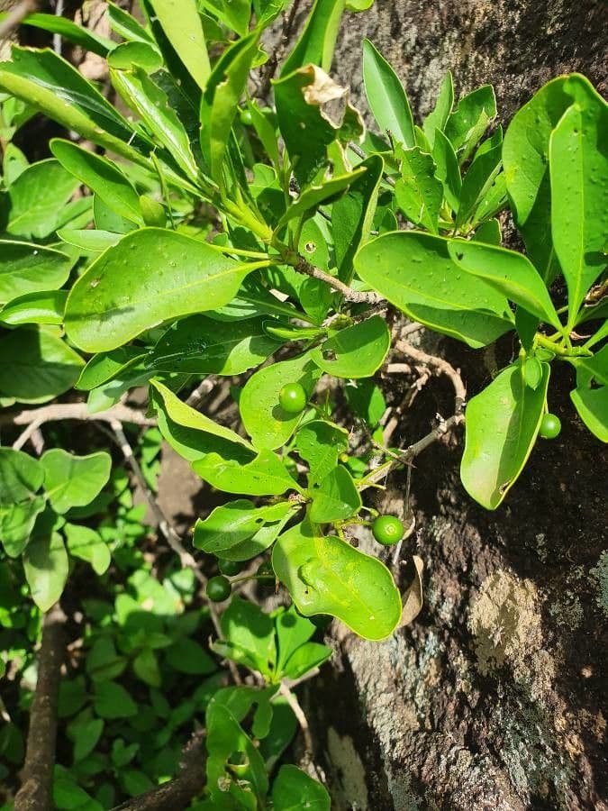 Coptosperma graveolens 15