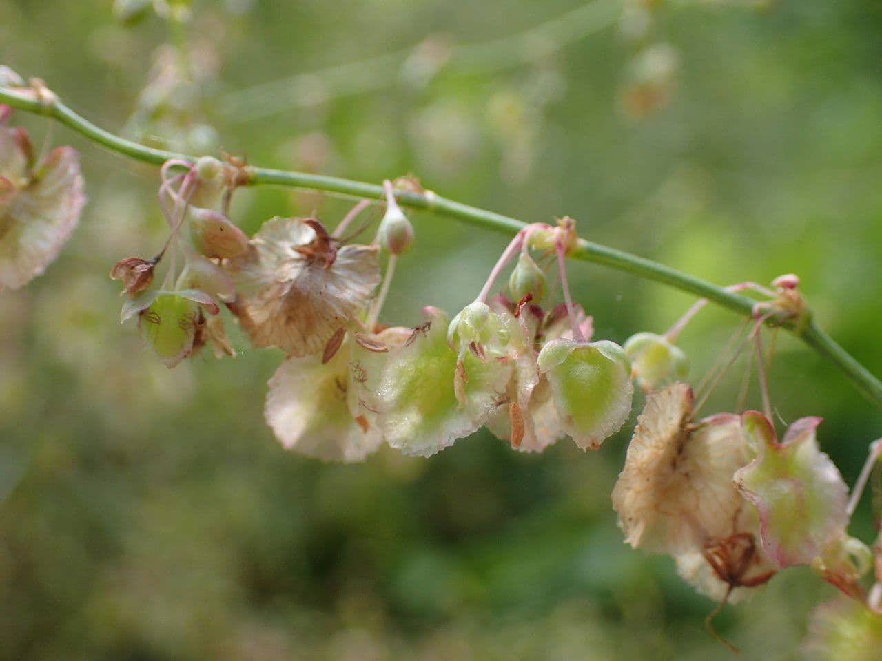 Rumex maderensis 2