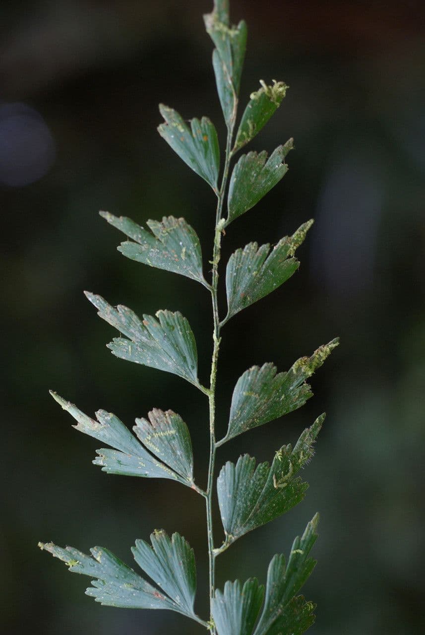 Asplénium 4