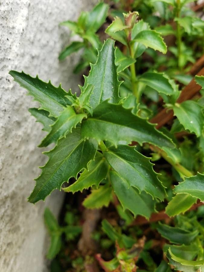 Sägeblättrige Bartblume 8