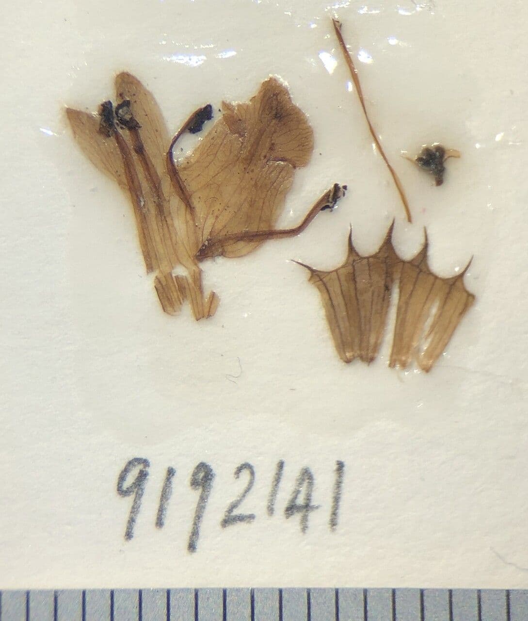 Stachys rigida 8