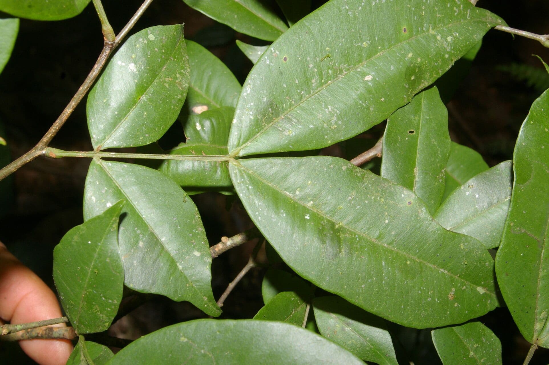 Macrolobium 3