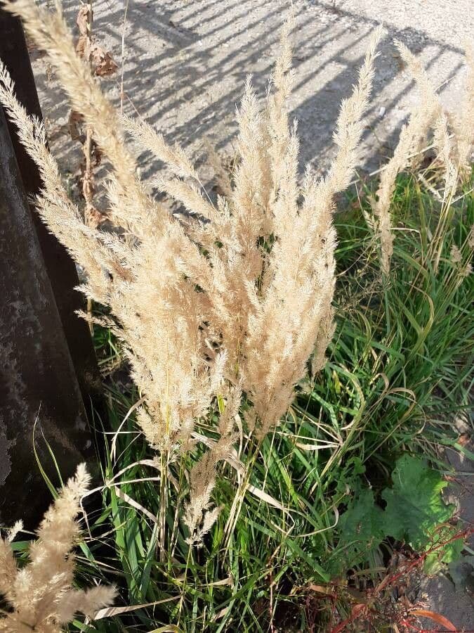 Třtina křovištní 16