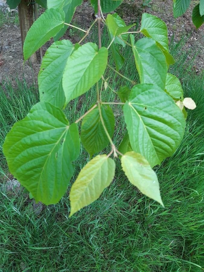 Arce de hoja de tilo 8