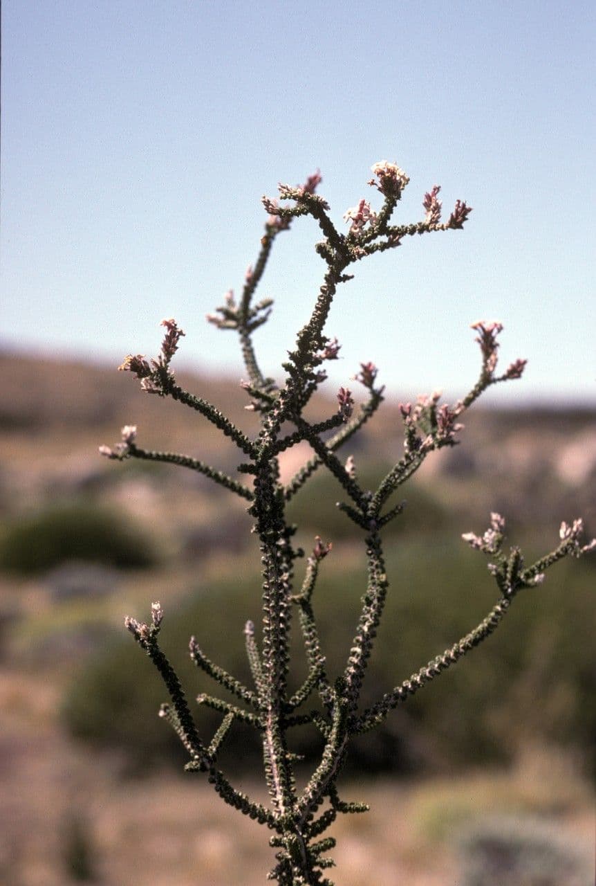 Mulguraea