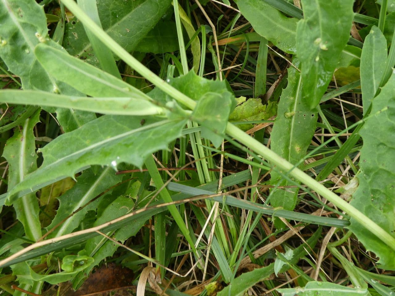 Sonco marittimo 19