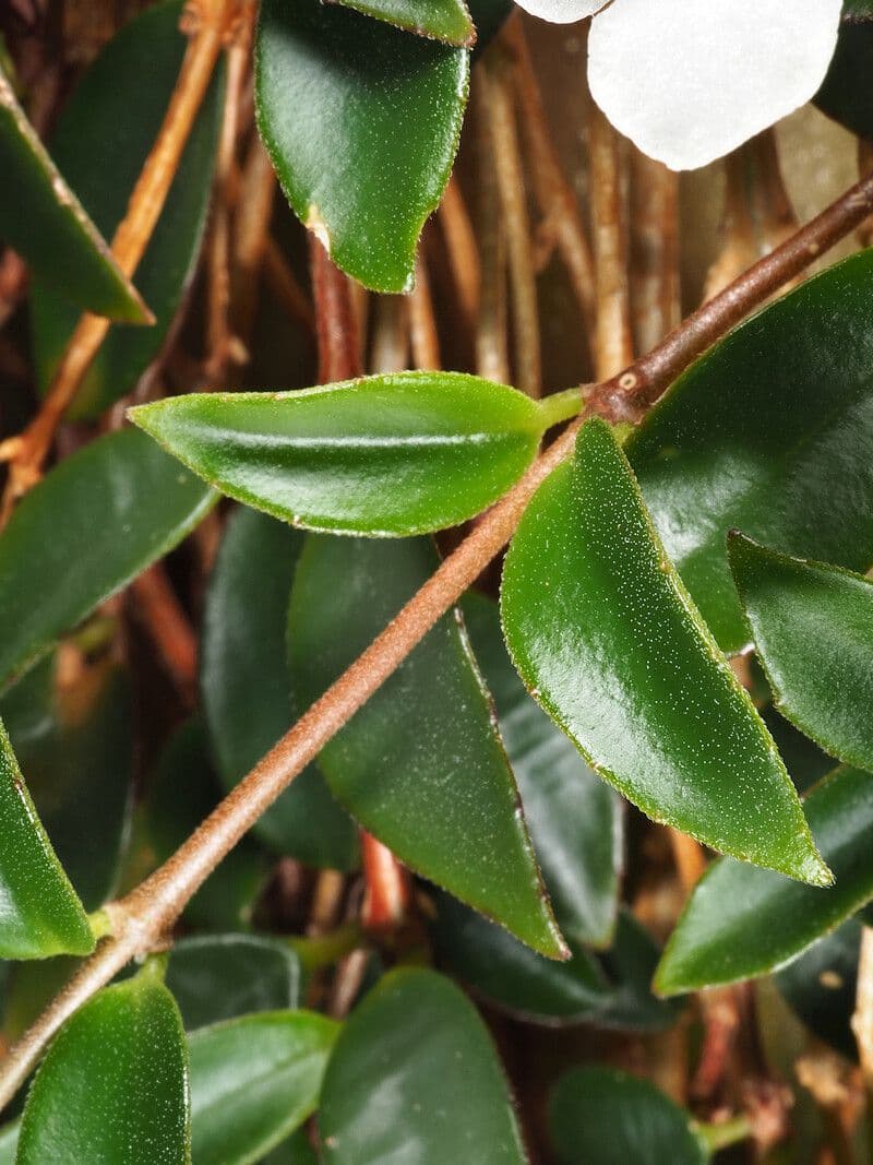 Codonanthopsis tlustolistá 7