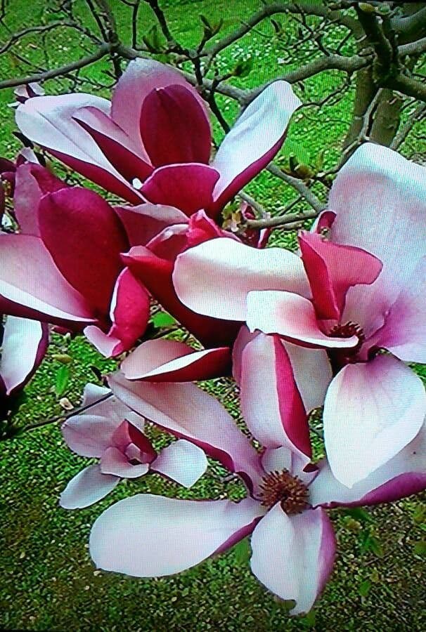 Magnolier 9