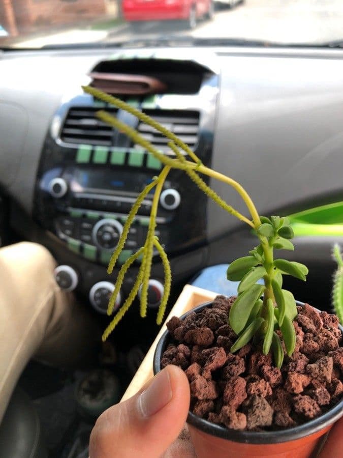 Peperomia