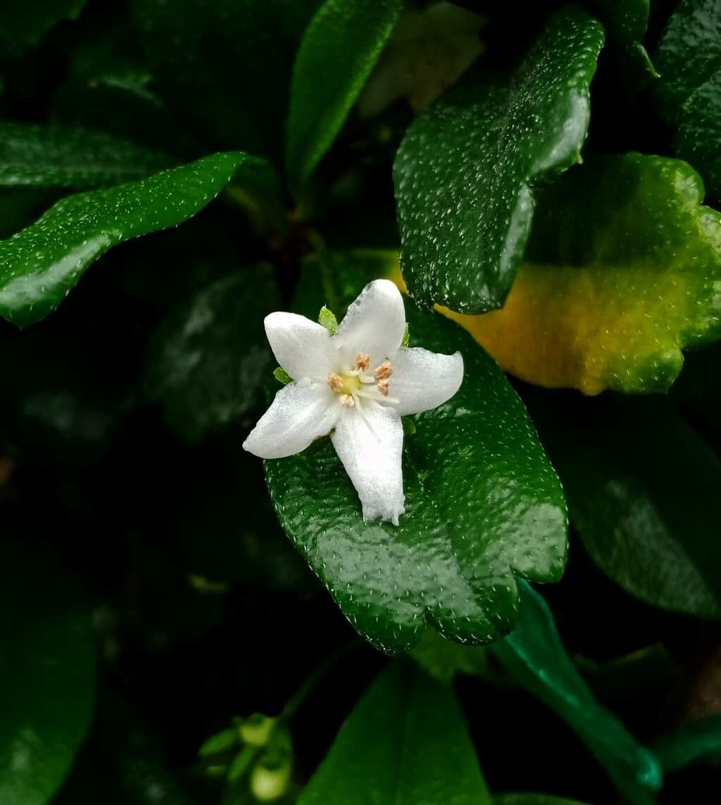 Fukientea 2