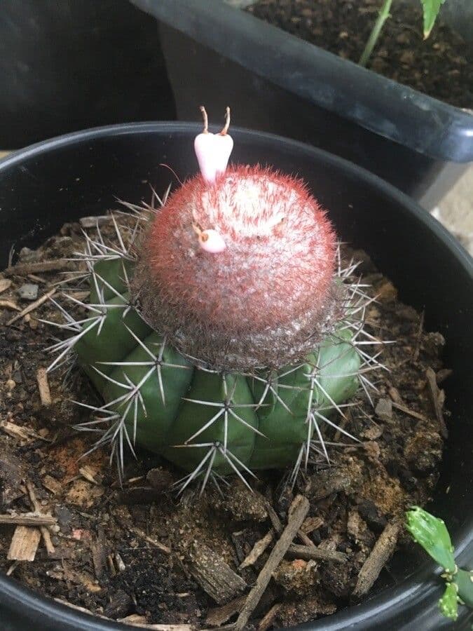 Melocactus nain 10