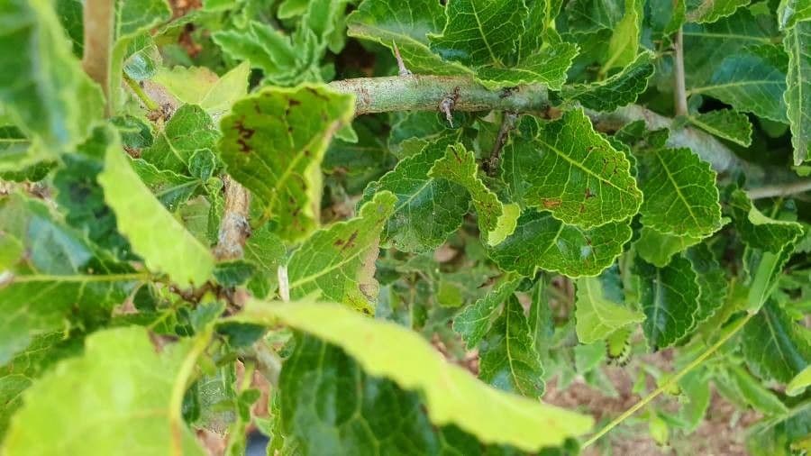 Commiphora 13