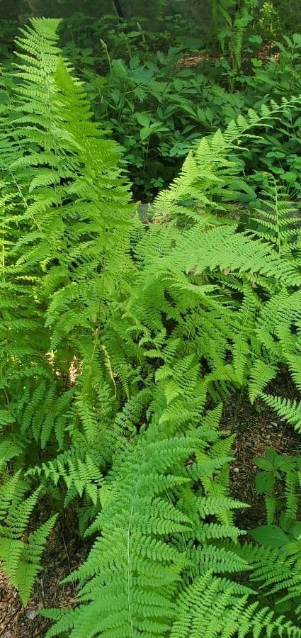 Dennstaedtia punctilobula 9
