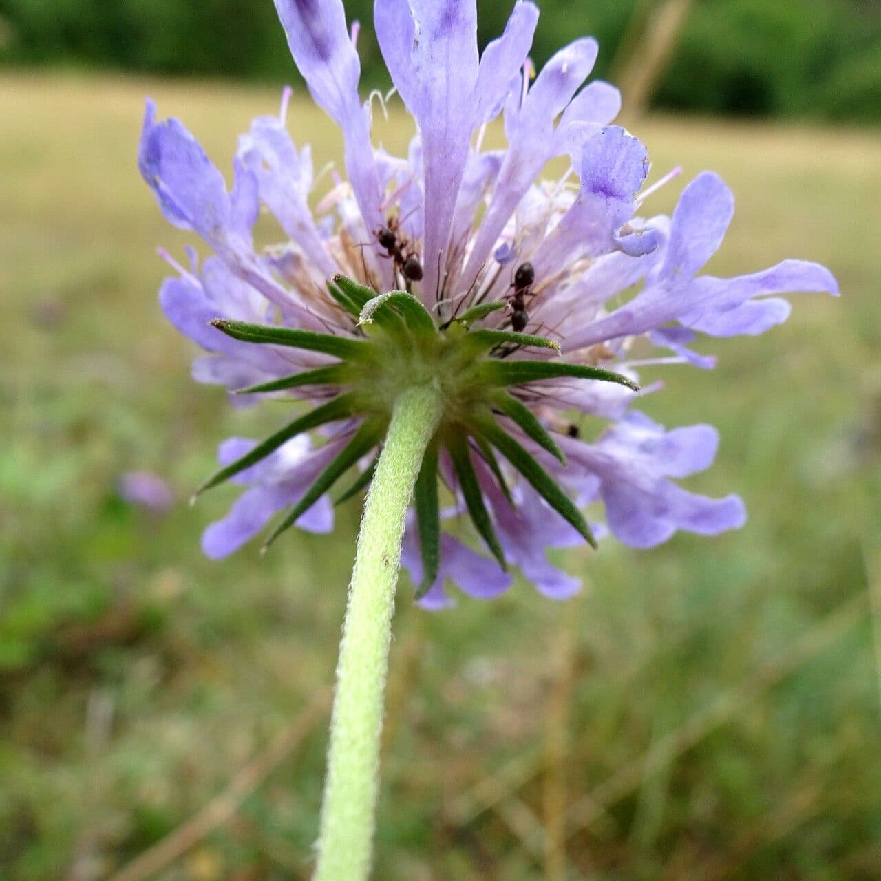 Vedovina cinerea 8