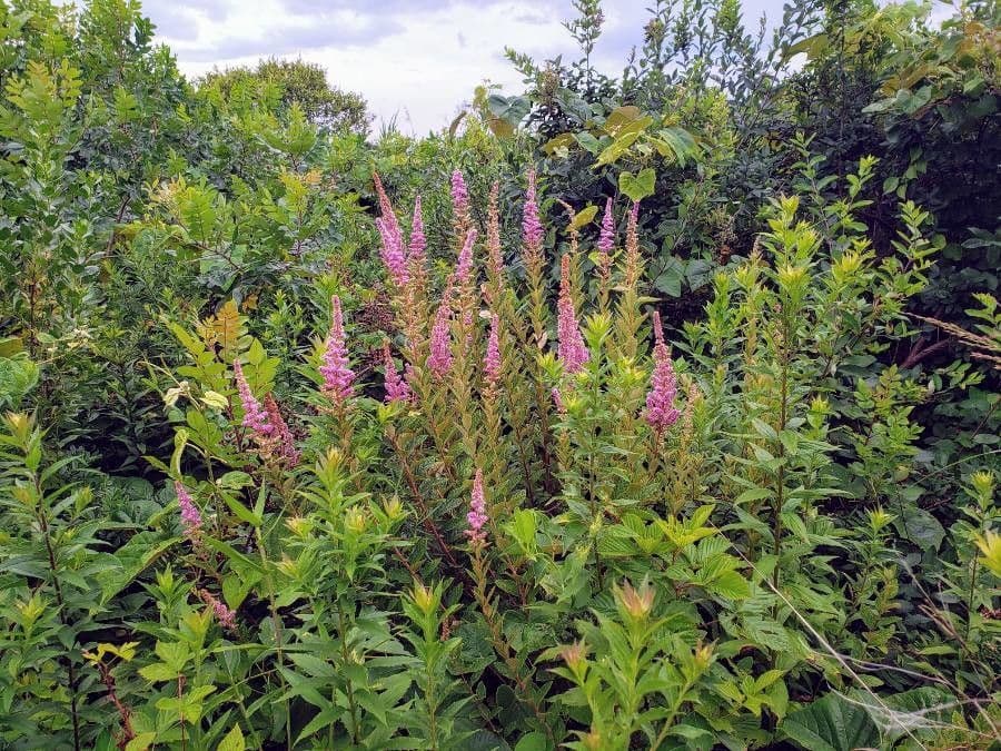 Brestovec kalinolistý 8