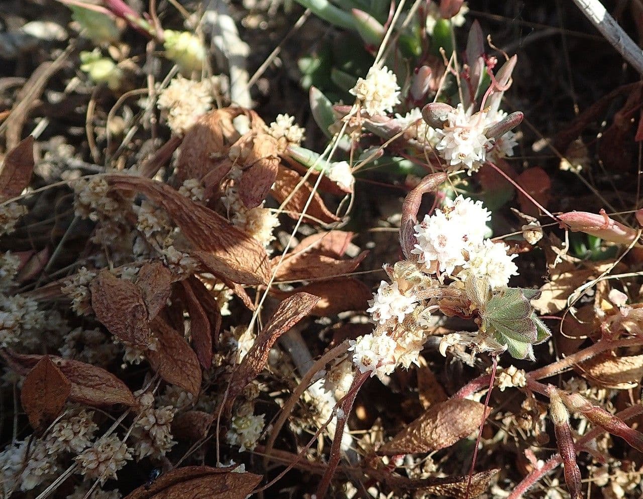 Cuscuta
