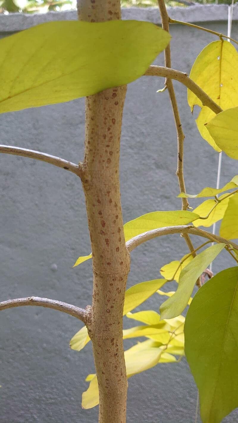 Dendrolóbium 23