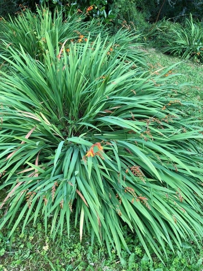 Montbretia 20