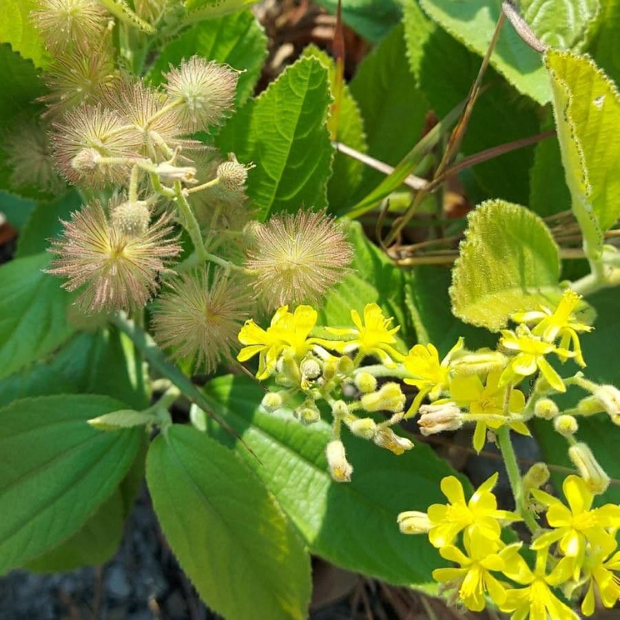 Uva carta vetrata 7