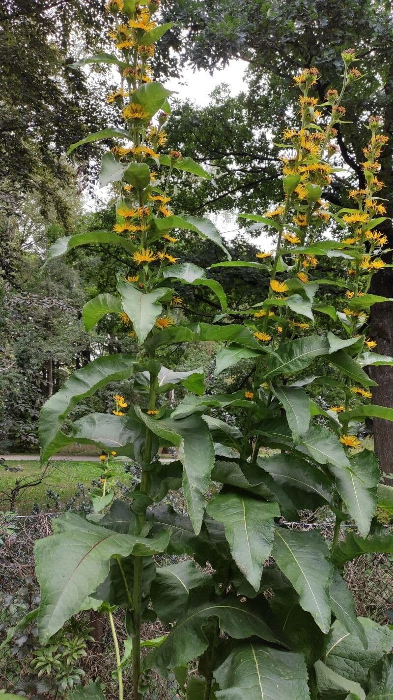Inula 2