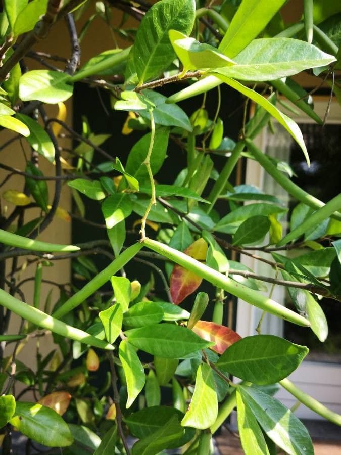 Winterjasmin 3