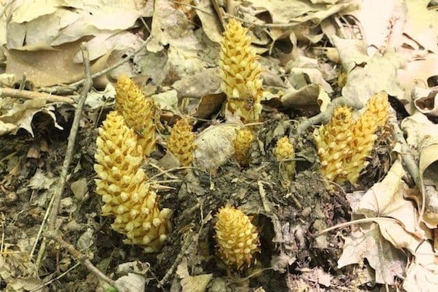 Conopholis 15