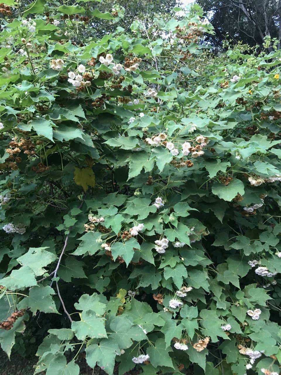 Dombeya burgessiae 11