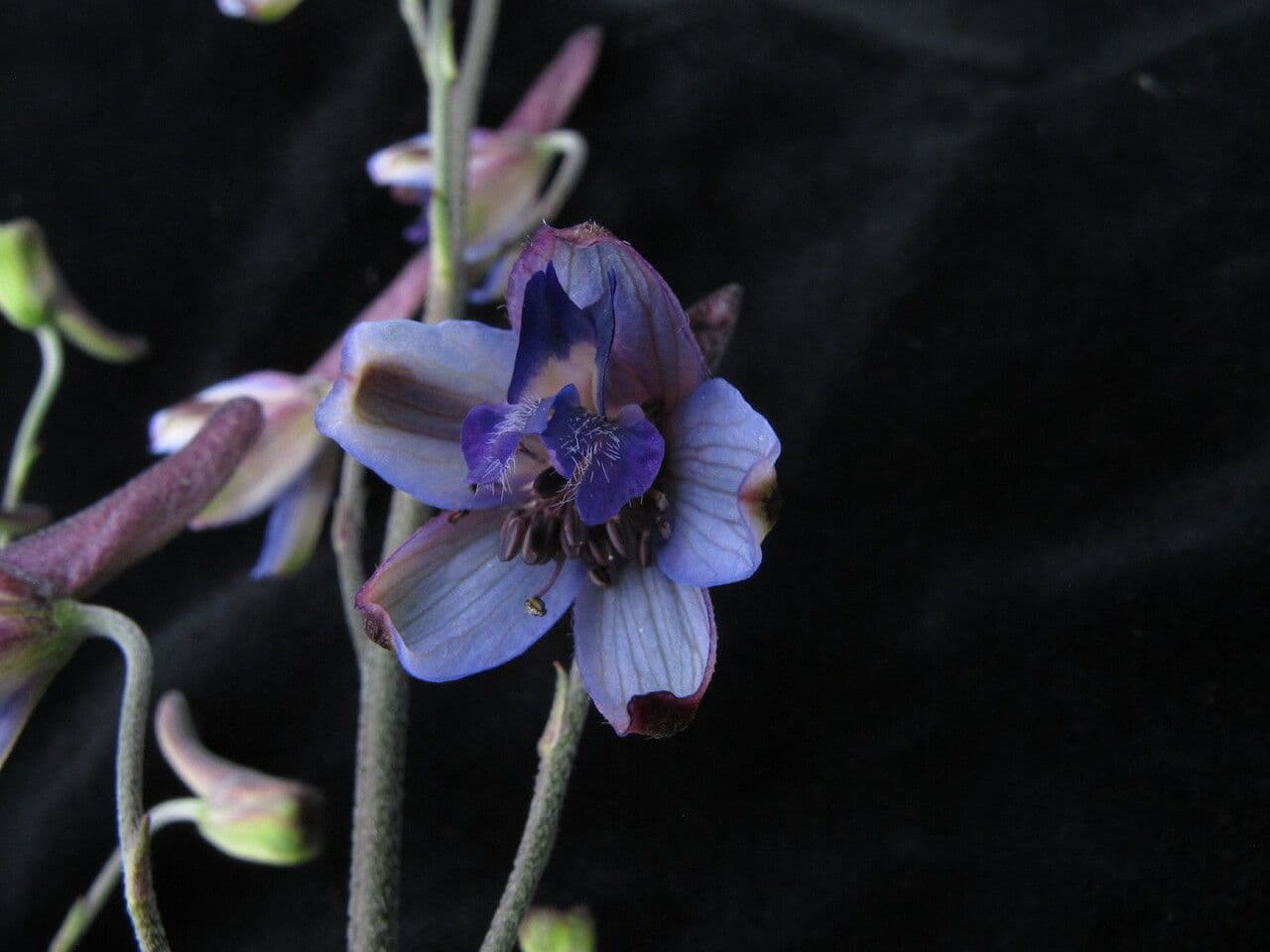Delphinium