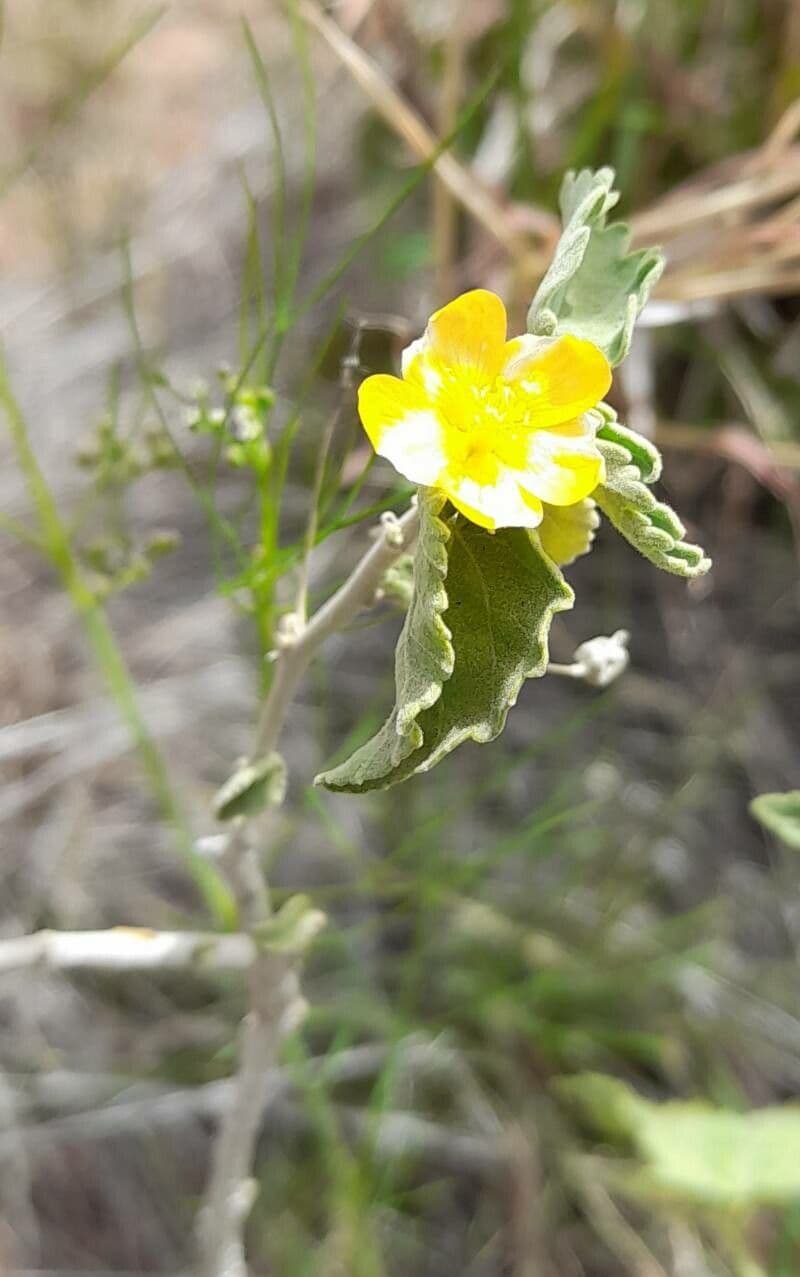 Pseudabutilon pręcikowaty 4