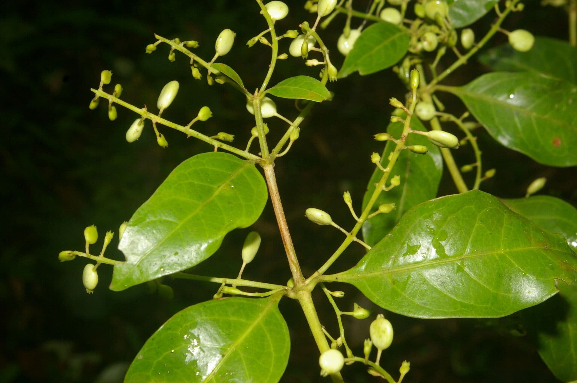 Chiococca 7