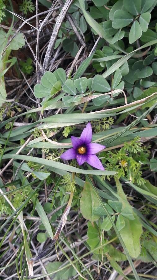 Romulea 2