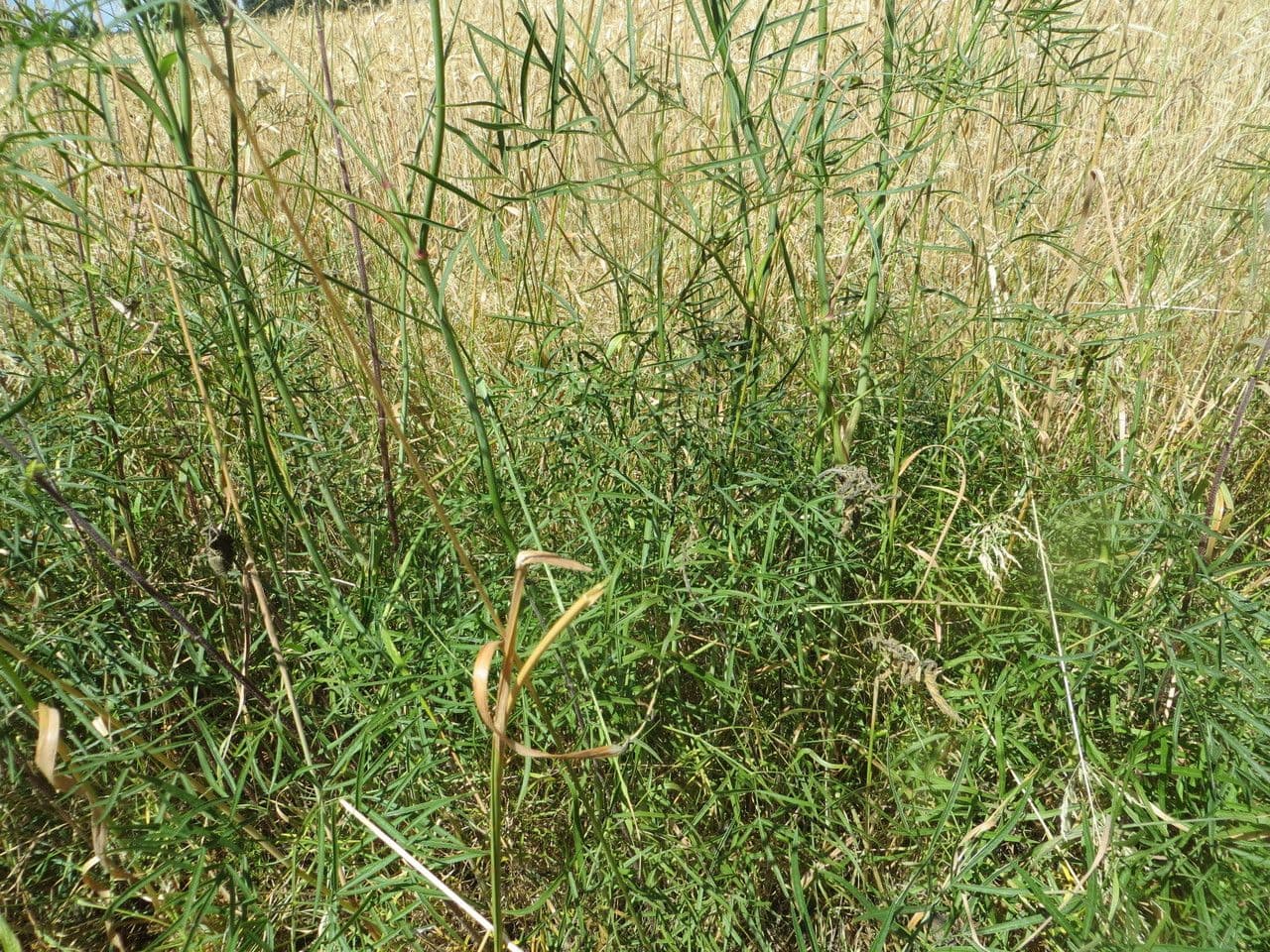 Peucedano gallico 11