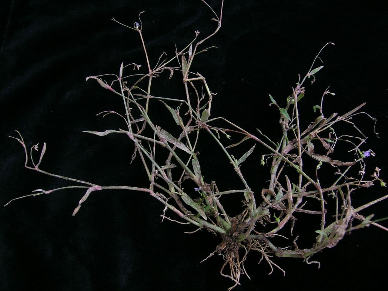 Murdannia nudiflora 9