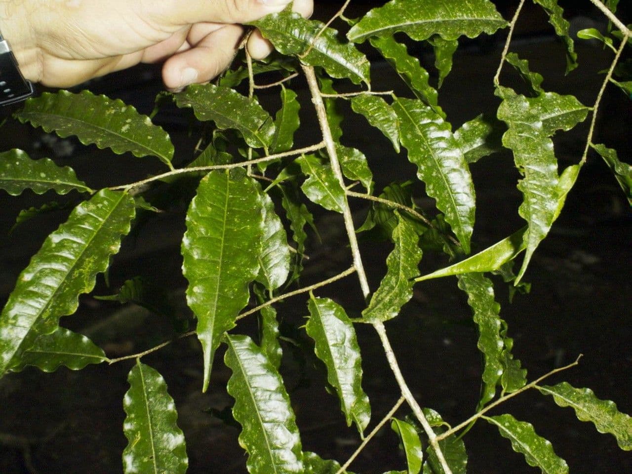Affentopf 26