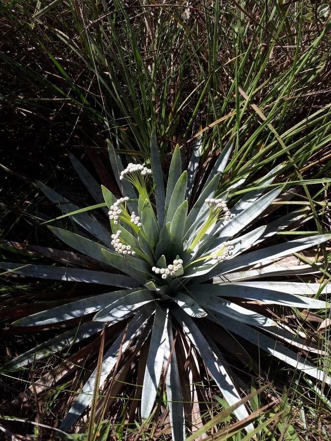 Paepalanthus 4