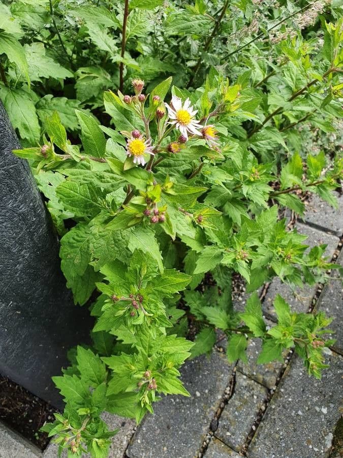 Aster ageratoides 4