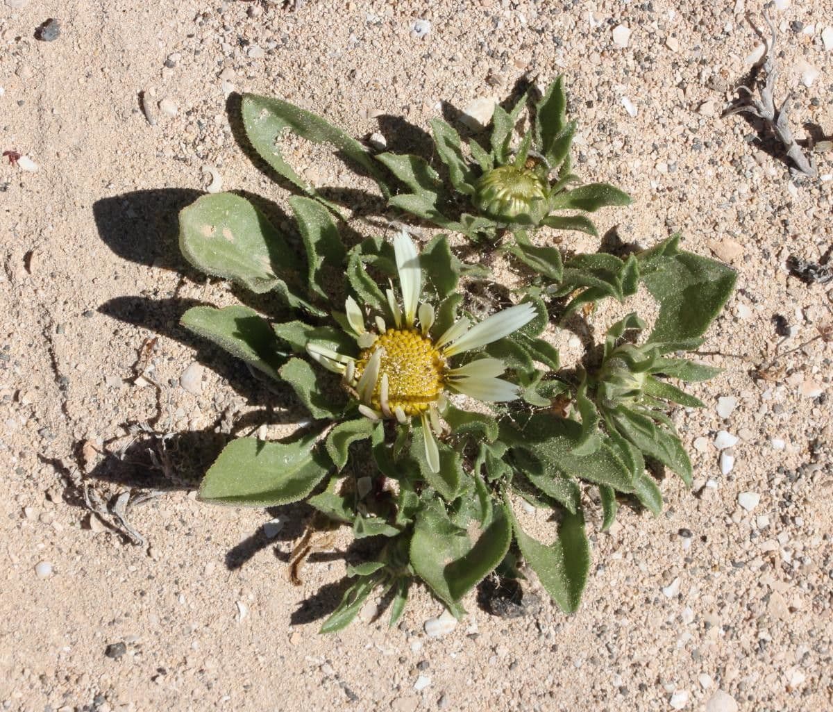 Asteriscus 8