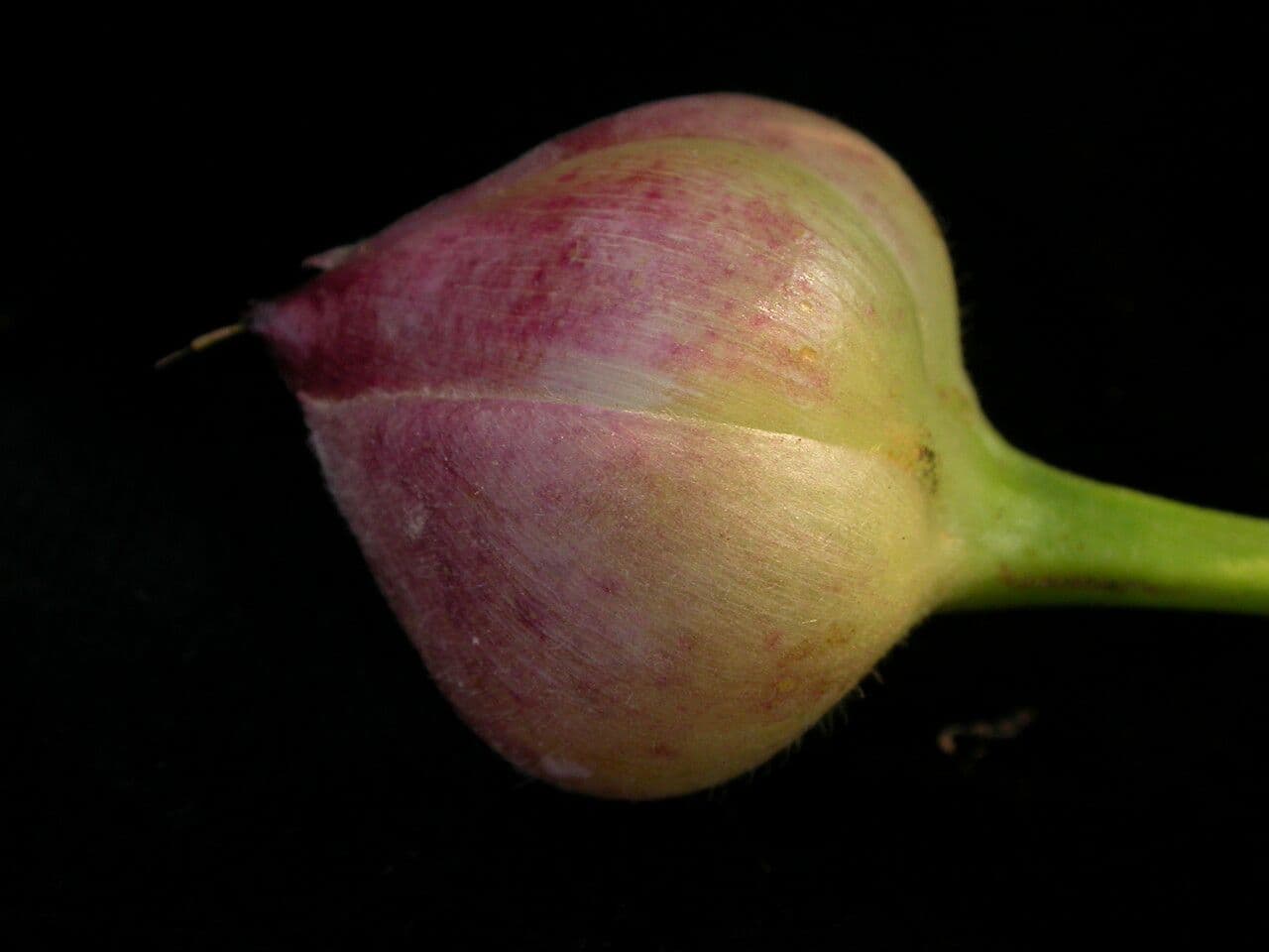 Operculina 3