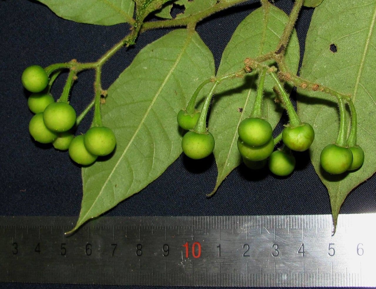 Solano