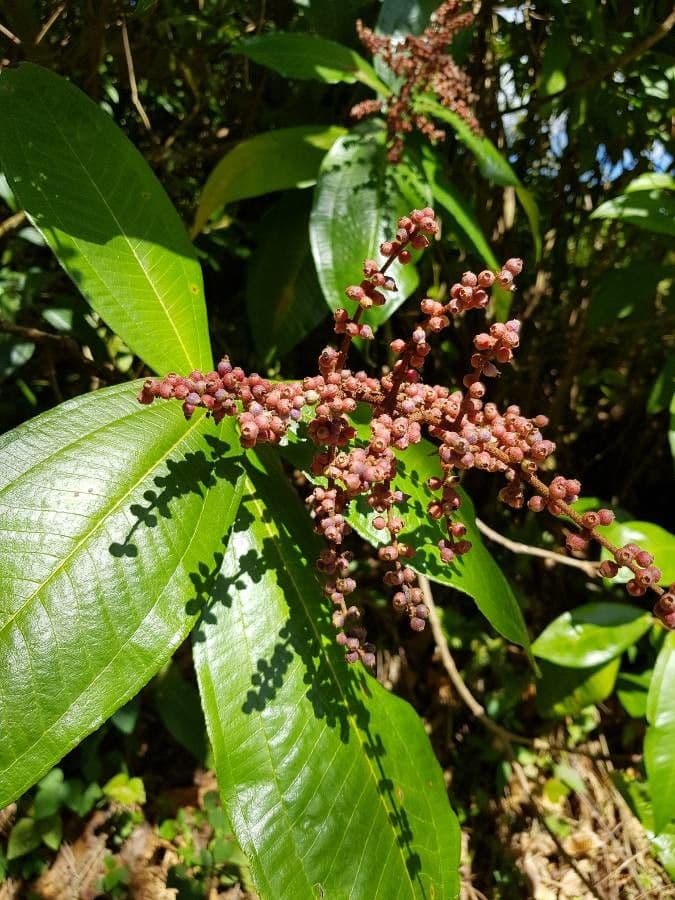 Miconia 4
