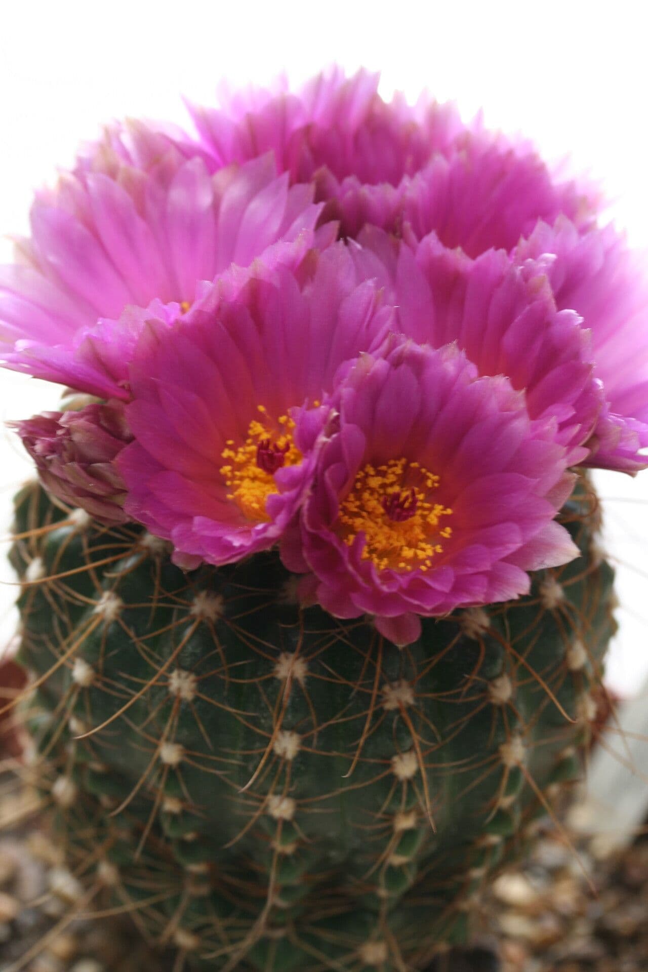 Parodia 5
