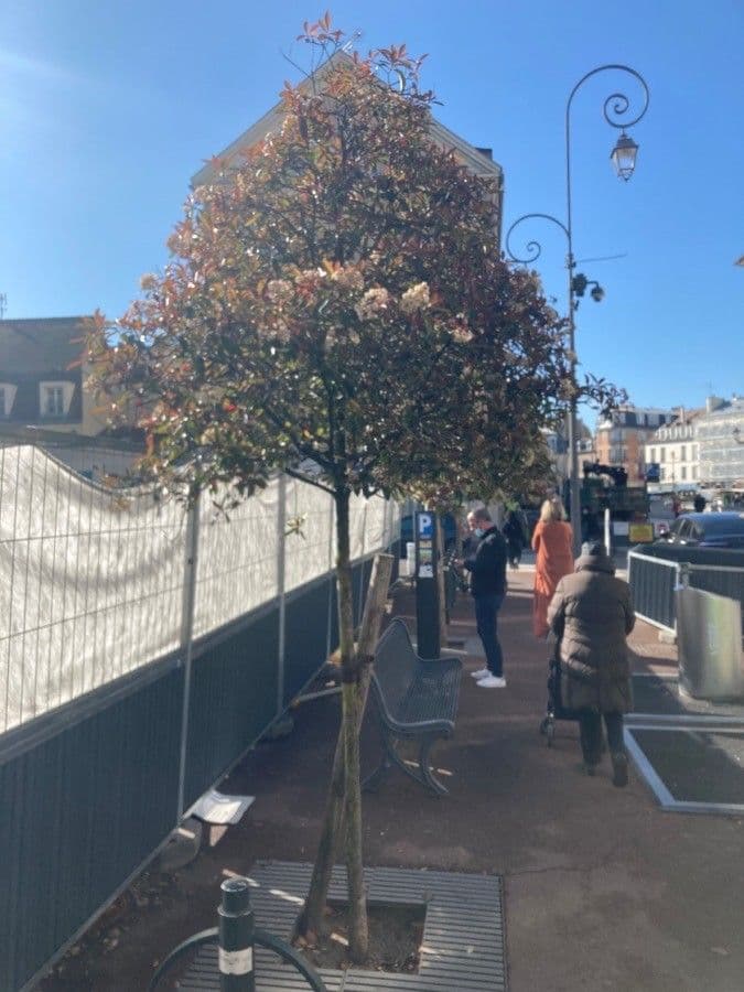 Photinia serrata 13