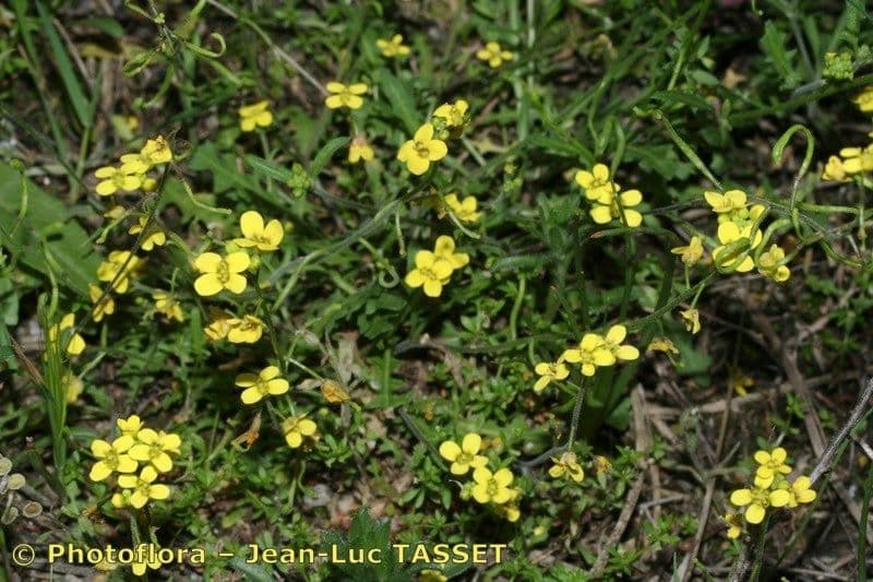 Lycocarpus 2