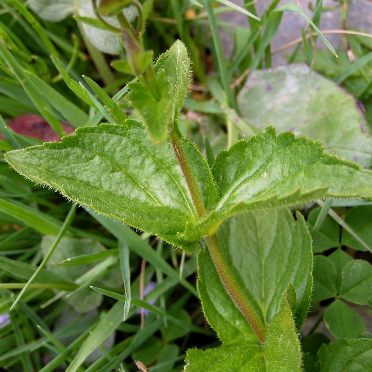 Veronica ponae 25