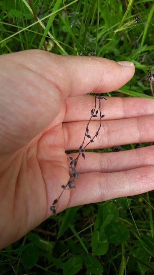 Miosotide ramosissima