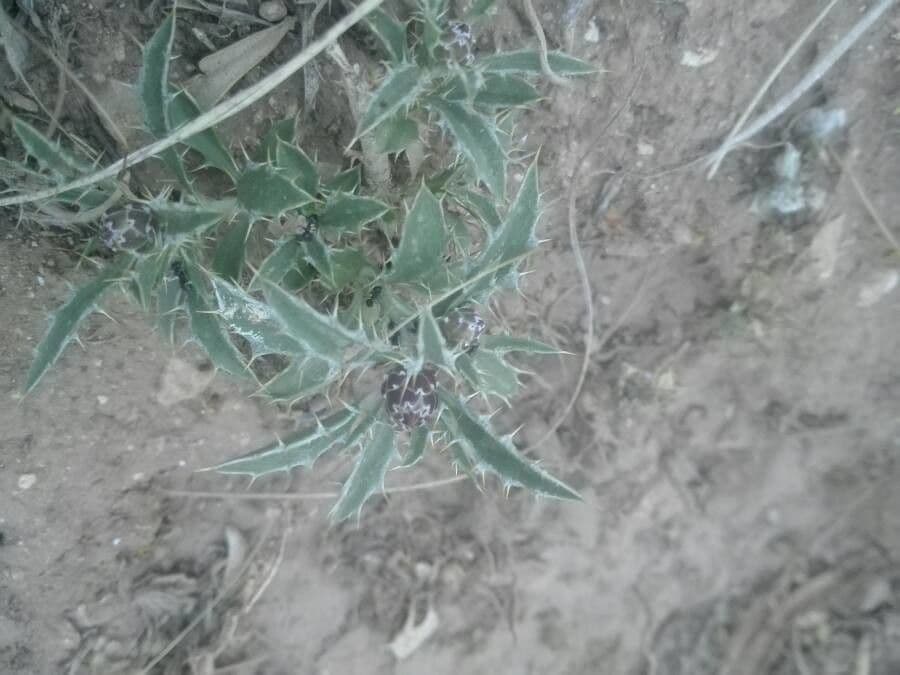 Atractylis 2